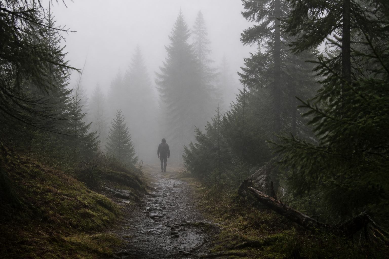 Wandernder Mensch im Nebel zwischen Harzfichten
