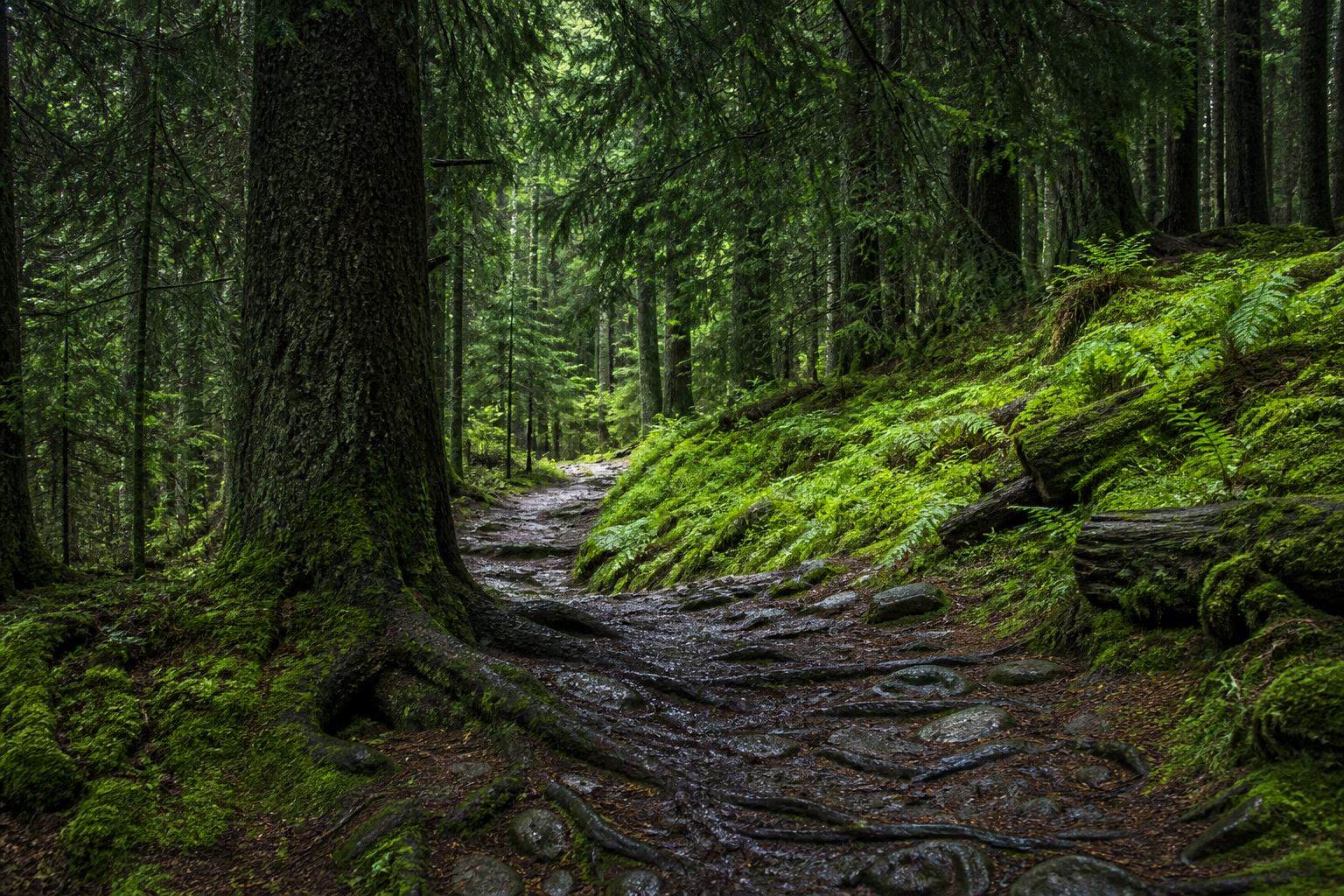Moosiger Pfad unter dunklen Fichten im Harz